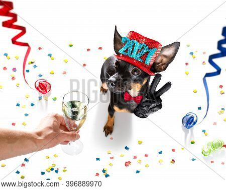Prague Ratter , Praguer Rattler Dog Celebrating New Years Eve With Champagne Or Cocktail Cheering  I