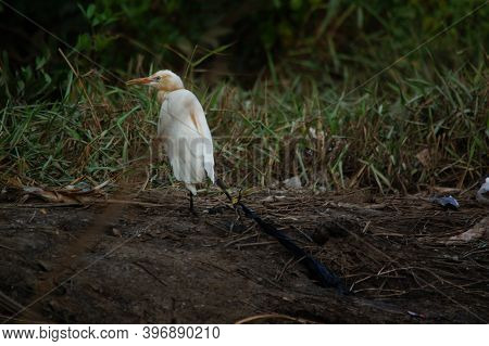 Cattle Egret Are Looking For Food In The Riverbank