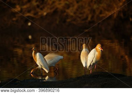 Cattle Egret Are Looking For Food In The Riverbank