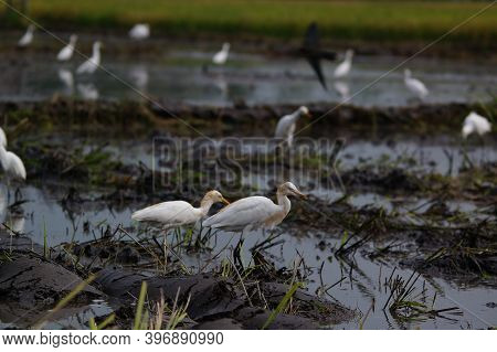 Cattle Egret Are Looking For Food In The Fields