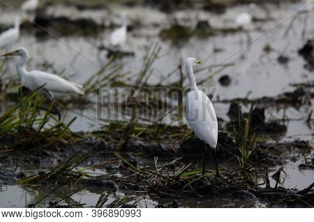Cattle Egret Are Looking For Food In The Fields