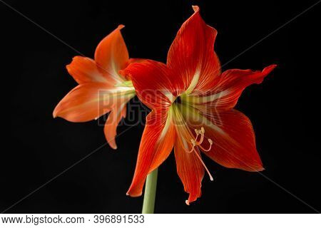 The Red Beautiful Flower On A Black Background