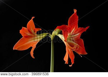 The Red Beautiful Flower On A Black Background