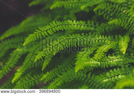 Abstract Emerald Background. Fern Leaves Close-up. Green Fronds In Sunlight. Natural Floral Frame. O