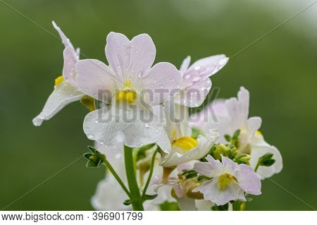 Wisley Vanilla Nemesia Flowers