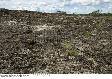 Reclamation Of An Oil Production Site. Planting Pine Seedlings.