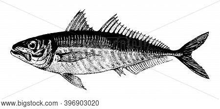 Horse Mackerel, Fish Collection. Healthy Lifestyle, Delicious Food. Hand-drawn Images, Black And Whi