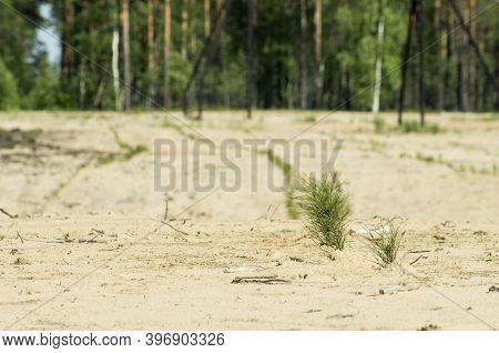 Reclamation Of An Oil Production Site. Planting Pine Seedlings.