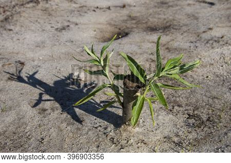 Reclamation Of An Oil Production Site. Planting Willow Seedlings.