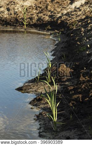 Reclamation Of An Oil Production Site. Planting Reed Seedlings.