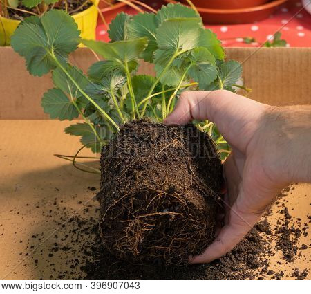 A Gardener Repotting Some Strawberries At Home Inside