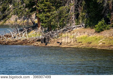 Grizzly Bear Sits On A Buried Bull Elk Carcass He Caught Along The Yellowstone River. Ravens Watch, 
