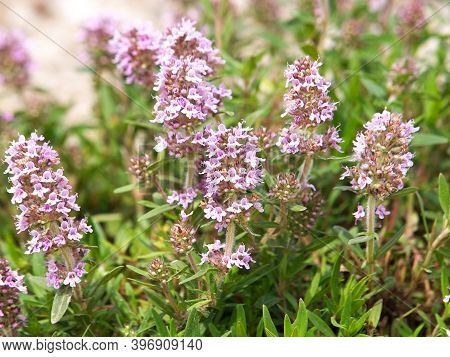 Wild Thyme Blooming On A Field, Thymus Vulgaris