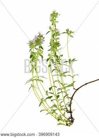 Wild Thyme Blooming Isolated On White, Thymus Vulgaris