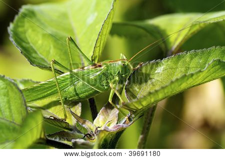 Grande cespuglio verde Cricket