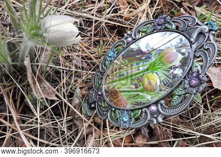 Forest Flower  Looking At Itself In The Mirror.  It Is One But Sees Two In The Mirror, The Concept O