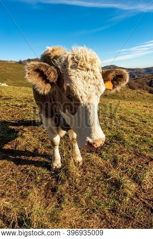 Portrait Of A White And Brown Curious Dairy Cow Looking At Camera, Lessinia Plateau (altopiano Della