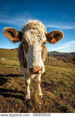 Portrait Of A White And Brown Curious Dairy Cow Looking At Camera, Lessinia Plateau (altopiano Della