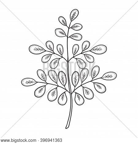 Moringa Oleifera, Medicinal Plant. Hand Drawn Botanical Sketch Illustration. Isolated On White.