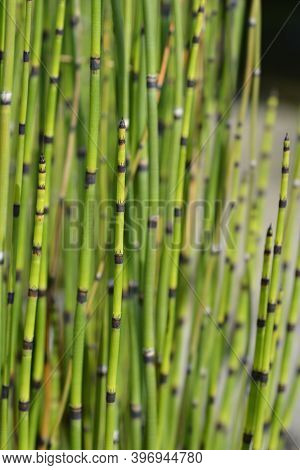 Scouring Rush Horsetail - Latin Name - Equisetum Hyemale