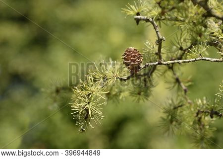 Larch Diana Branch - Latin Name - Larix Kaempferi Diana