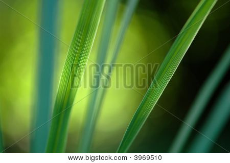 緑の草