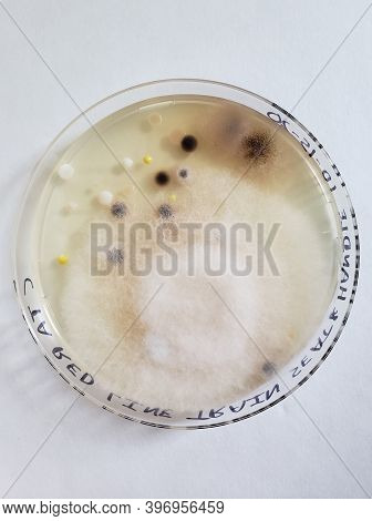 One Petri Dish With Growing Cultures Of Microorganisms, Fungi And Microbes. A Petri Dish Or Petrie D