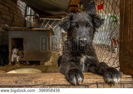 Closeup Portrait Sad Homeless Abandoned Dog In Doghouse Shelter