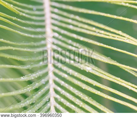 Palm Leaf Close Up, Nature Summer Backgrond.