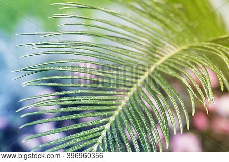 Palm Leaf Close Up, Nature Summer Backgrond.
