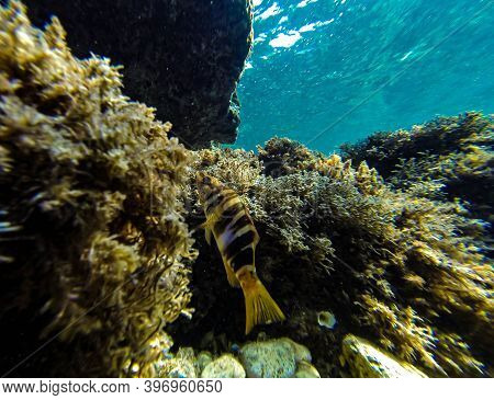 Wrasse Hiding Among The Seaweed On The Bottom Of The Sea.