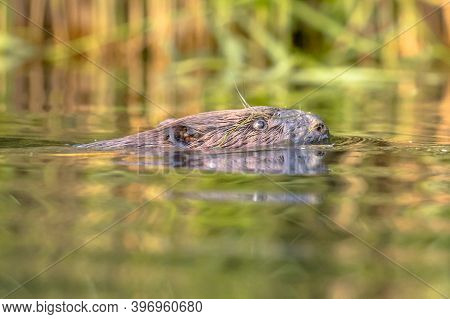 European Beaver (castor Fiber) Swimming In Colorful Water Around Sunset In Biesbosch Nature Reserve 