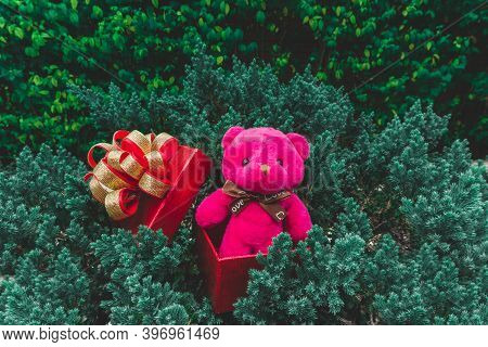 A Pink Teddy Bear Standing In Red Gift Box With Golden Ribbon Put On Green Leaves Of Small Pine Tree