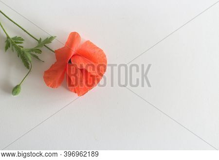 Flower Red Poppie And Buds Papaver Rhoeas, Common Names: Corn Poppy, Corn Rose, Field Poppy, Red Wee