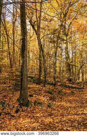 Vibrant Autumn Gold Along The Trail In Lake Minnewaska State Park Near New Paltz New York.