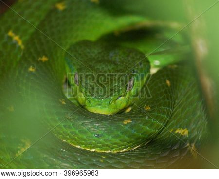Green Snake Photographed In The Monteverde Rain Forest (costa Rica)