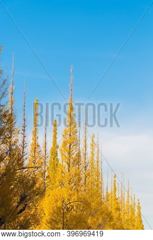 Colorful Yellow Ginko Leaves Branch Tree In Autumn At Meiji Jingu Gaien (icho Namiki), Tokyo, Japan.