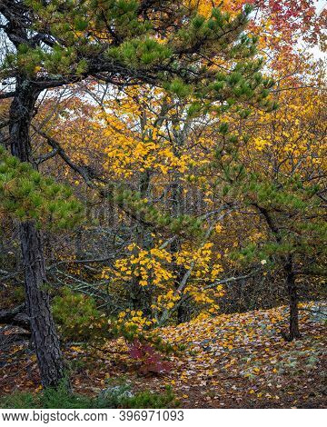 Mountaintop Pines And Golden Autumn Leaves In Minnewaska State Park Near New Paltz New York.