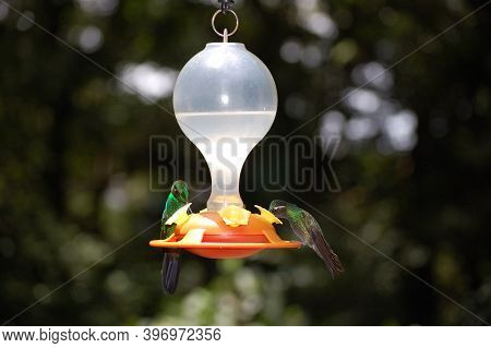 Hummingbirds Photographed In The Monteverde Rain Forest (costa Rica)
