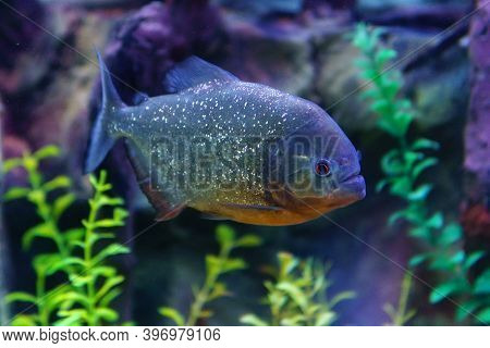 Red Piranha In Freshwater Aquarium. Pygocentrus Nattereri Is Freshwater Fish In Family Serrasalmidae