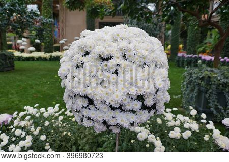 A Round Arrangement Of The White Cascade Mum 'yamanoha-no-kumo' Flowers