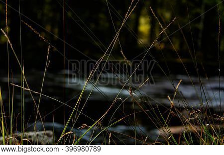 Single Strands Of Wild Grass By The Waters Edge, Blurred Background.