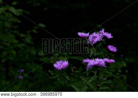 Bright Purple Flowers Of Cornflower Against The Background Of Gloomy Forest Underbrush