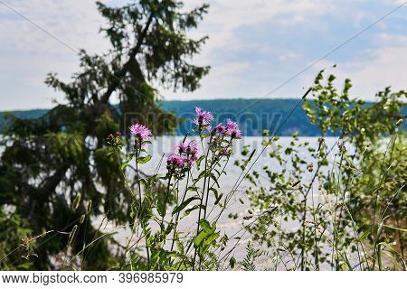 Cornflower Flowers And Other Herbs Against The Background Of A Blurred River Landscape