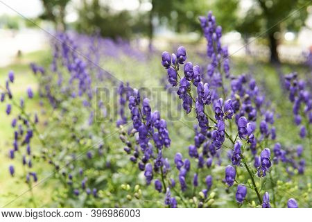 Purple Inflorescences Of Aconite On A Blurred Park Background