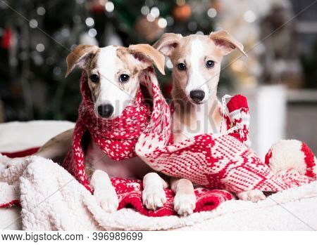 Happy New Year Christmas wippet puppy, holidays and celebration pet