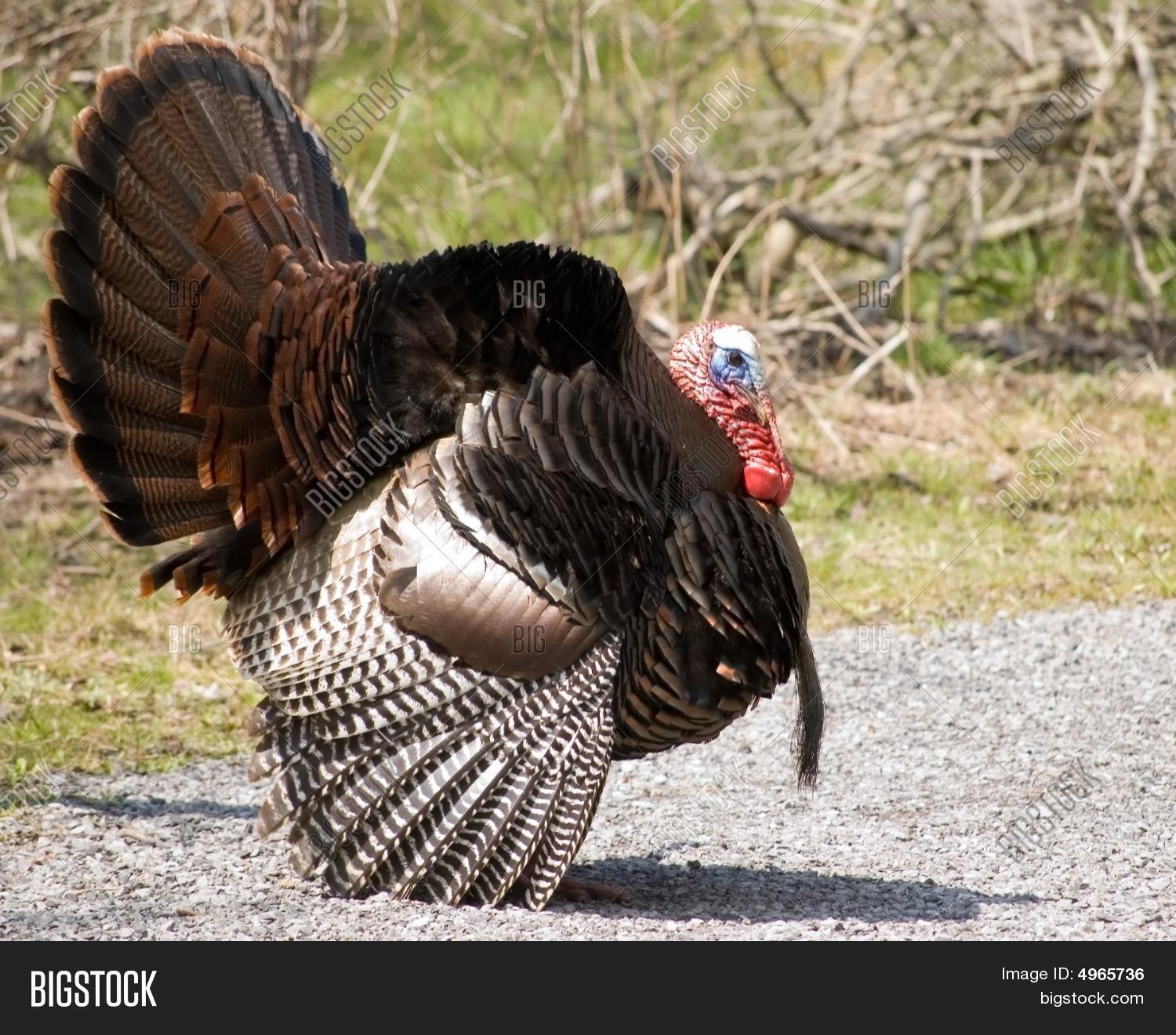 Wild Turkey Strutting Image & Photo (Free Trial) Bigstock