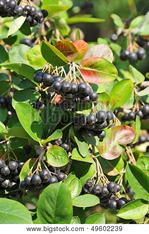 Black ashberry (Aronia melanocarpa)