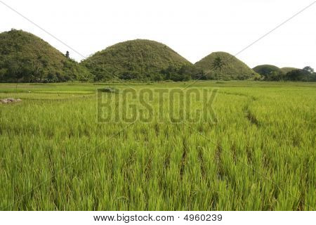 Bohol Chokolade Hills