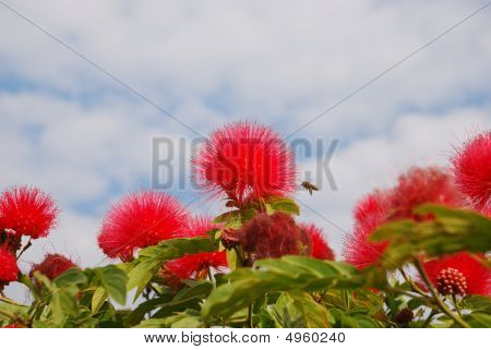 Bloemen